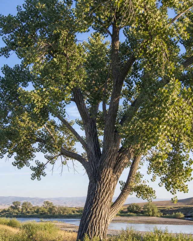 The Cottonwood — Plate 08